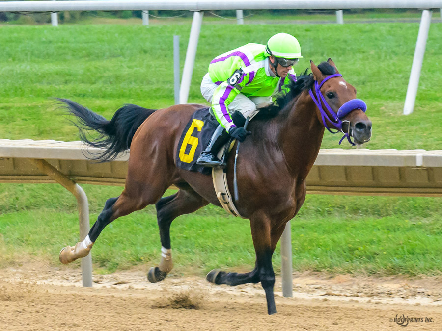 Cre Run Arabian racing champion  Thess Is Awesome